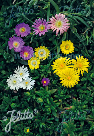 Ice Plant Hybrid Mix - Delosperma - Perennnial Ground Cover Seeds