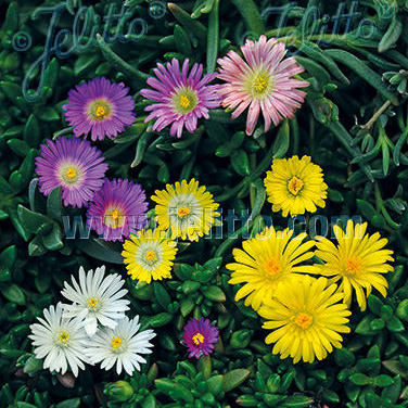 Hybrid Mix ice plant Hybrid Mix Ice Plant - Delosperma - ground cover Seeds