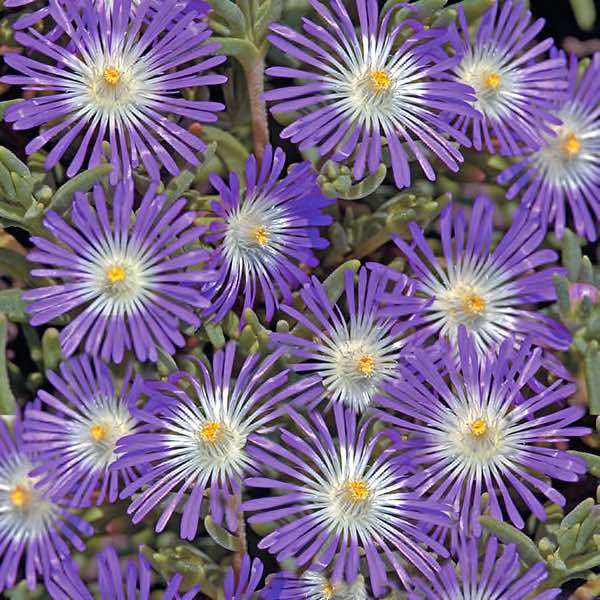 Ice Plant Stardust - Delosperma floribunda