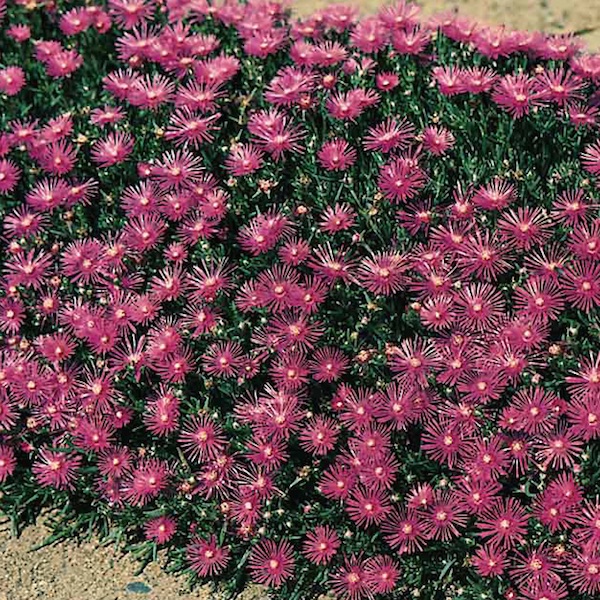 Table Mountain ice plant Ice Plant Table Mountain - Delosperma cooperi