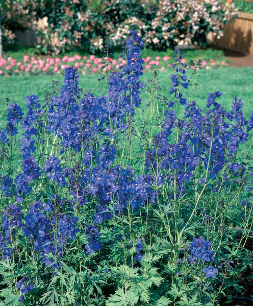 Delphinium Bellamosa - Delphinium elatum