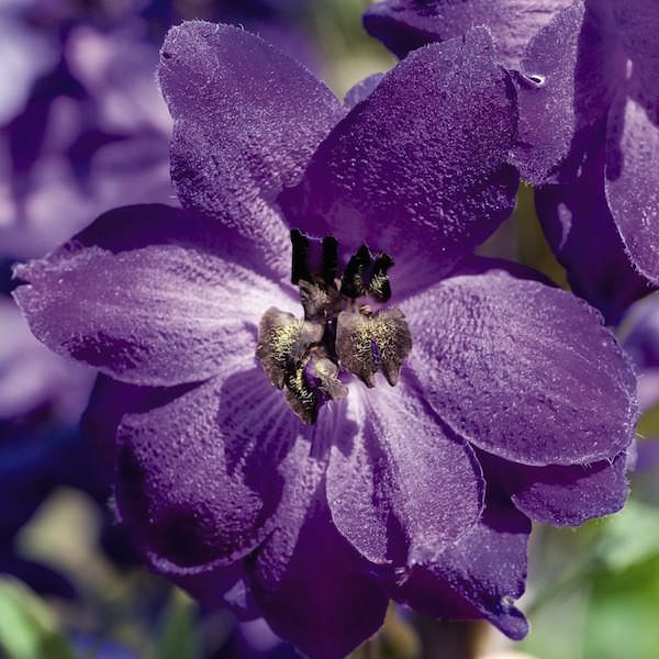Black Knight Pacific Giant delphinium Delphinium Pacific Giant Black Knight - Delphinium elatum