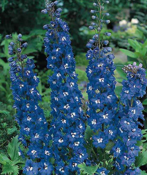 Blue Bird Pacific Giant delphinium Delphinium Pacific Giant Blue Bird - Delphinium elatum