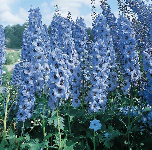 Blue Jay Pacific Giant delphinium Delphinium Pacific Giant Blue Jay - Delphinium elatum