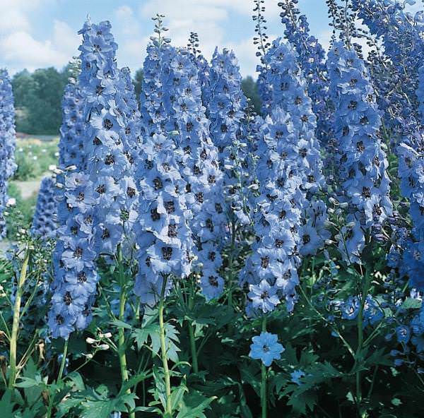 Delphinium Pacific Giant Blue Jay - Delphinium elatum