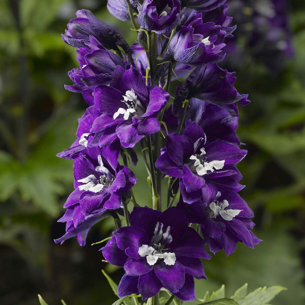 Delphinium Delphina Dark Blue White Bee