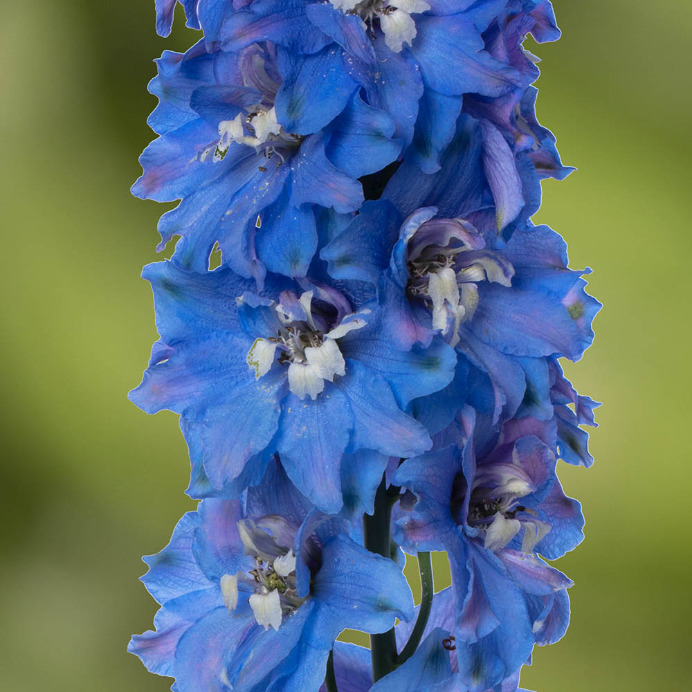 Delphinium Delphina Light Blue White Bee