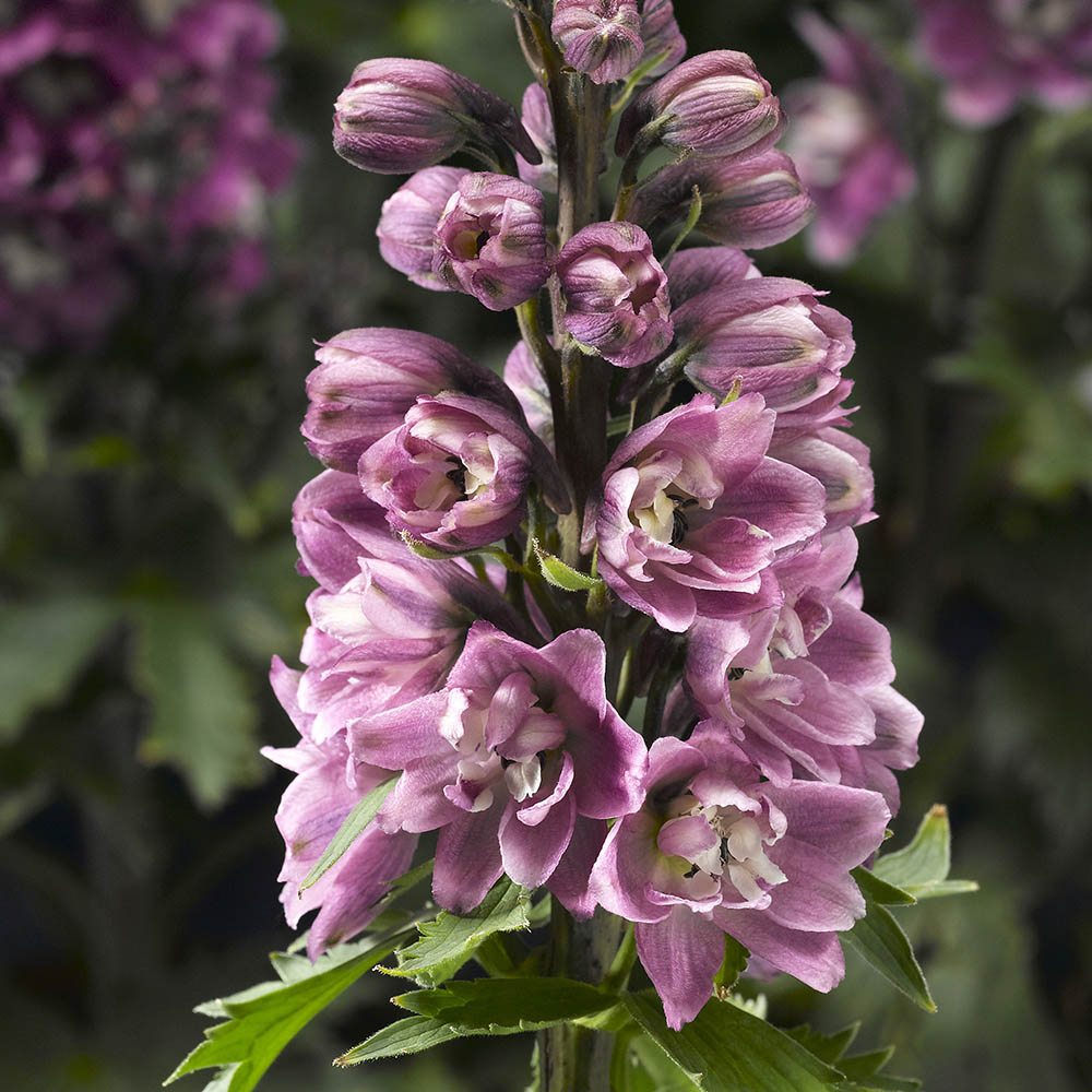 Delphinium Delphina Pink White Bee