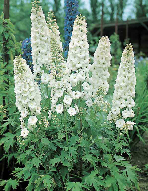 Delphinium Pacific Giant Galahad - Delphinium elatum