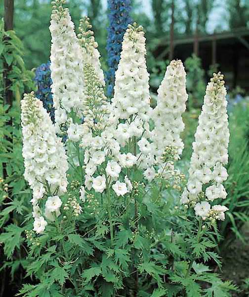 Delphinium Pacific Giant Galahad - Delphinium elatum