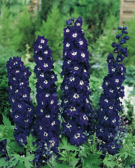 Delphinium Pacific Giant King Arthur - Delphinium elatum