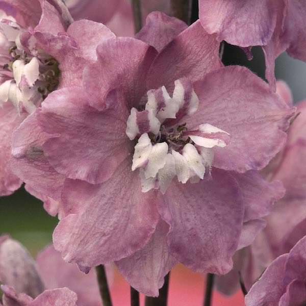 Cherry Blossom/White Bee Magic Fountains delphinium Delphinium Magic Fountains Cherry Blossom/White Bee - Delphinium elatum