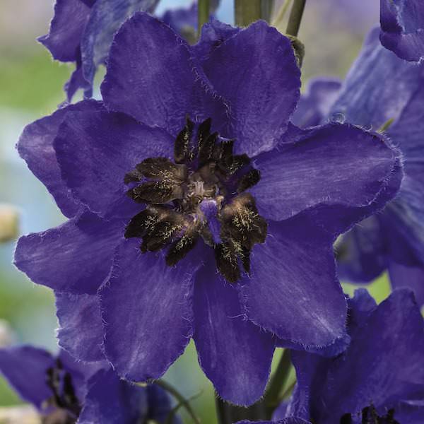 Delphinium Magic Fountains Dark Blue with Dark Bee - Delphinium elatum