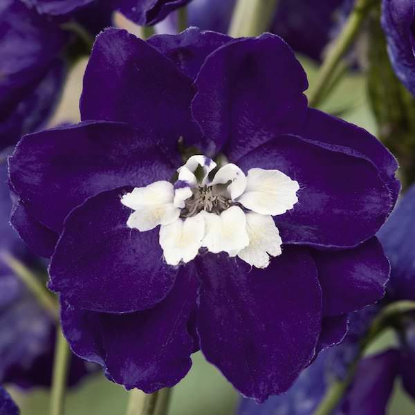 Dark Blue/White Bee Magic Fountains delphinium Delphinium Magic Fountains Dark Blue/White Bee - Delphinium elatum