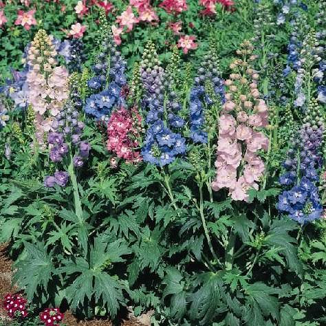 Magic Fountains Mix delphinium Delphinium Magic Fountains Mix - Delphinium elatum