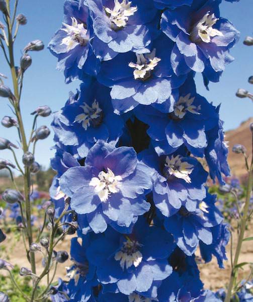 Delphinium Magic Fountains Mid Blue with White Bee - Delphinium elatum