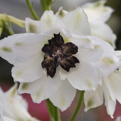 White/Dark Bee Magic Fountains delphinium Delphinium Magic Fountains White/Dark Bee - Delphinium elatum