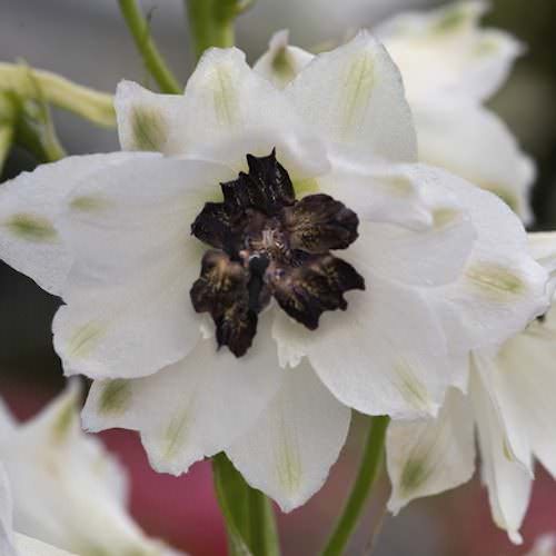 Delphinium Magic Fountains White/Dark Bee - Delphinium elatum