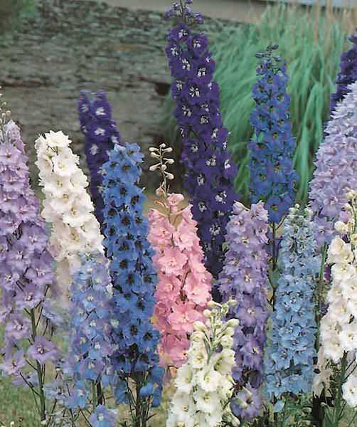 Pacific Giant Formula Mix delphinium Delphinium Pacific Giant Formula Mix - Delphinium elatum