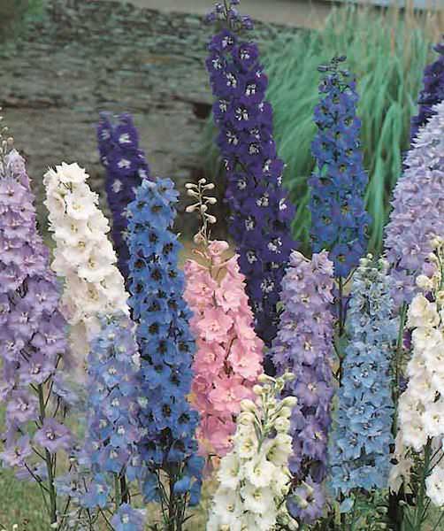 Delphinium Pacific Giant Formula Mix - Delphinium elatum