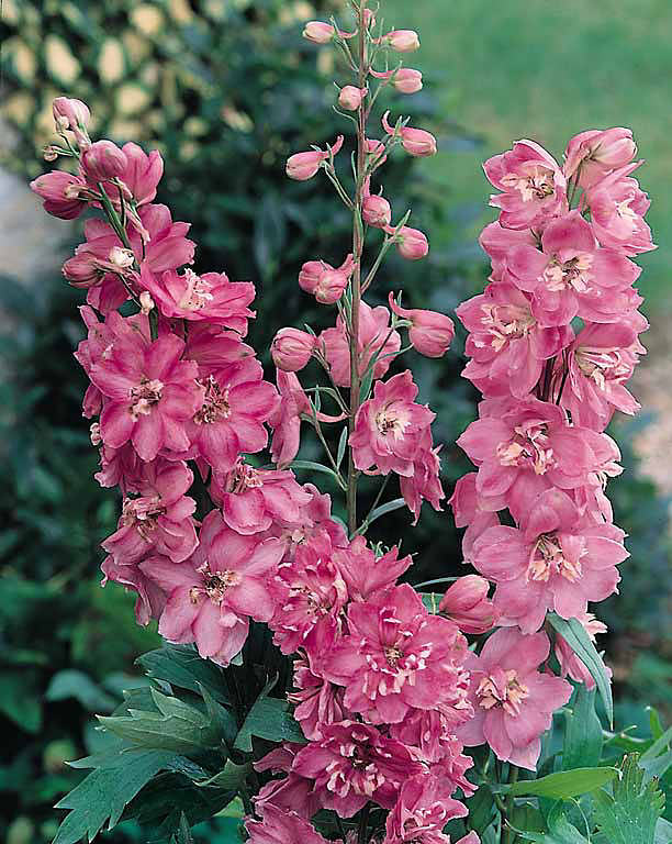 Delphinium Pacific Giant Astolat - Delphinium elatum