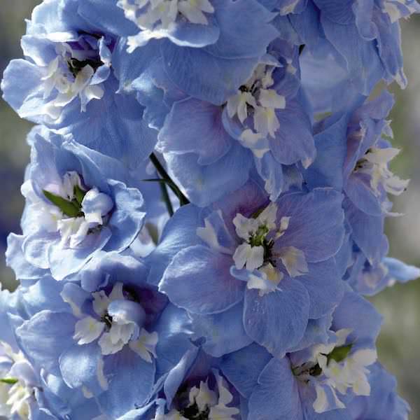 Delphinium Magic Fountains Sky Blue/White Bee - Delphinium elatum