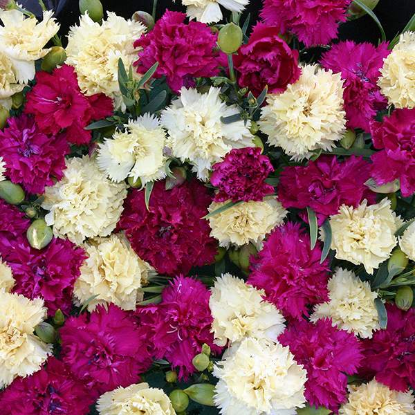 Bananaberry Fizz carnation Carnation Bananaberry Fizz - Dianthus caryophyllus