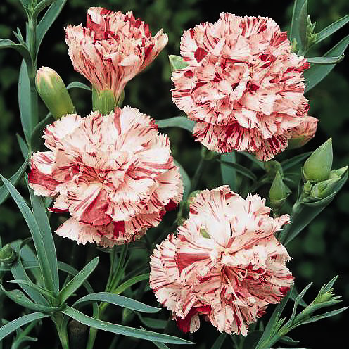 Chabaud Giant Benigna carnation Carnation Chabaud Giant Benigna - Dianthus caryophyllus