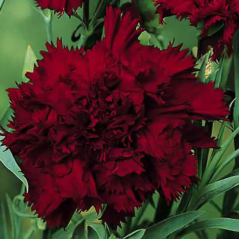 Grenadin Black King carnation Carnation Grenadin Black King - Dianthus caryophyllus