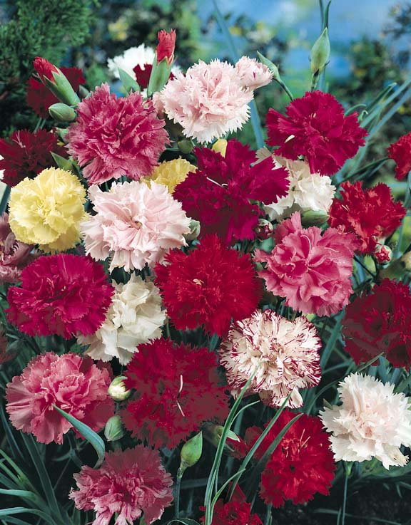 Carnation Grenadin Mix - Dianthus caryophyllus