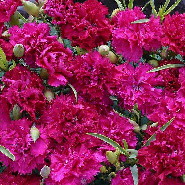 Magenta Fizz carnation Carnation Magenta Fizz - Dianthus caryophyllus