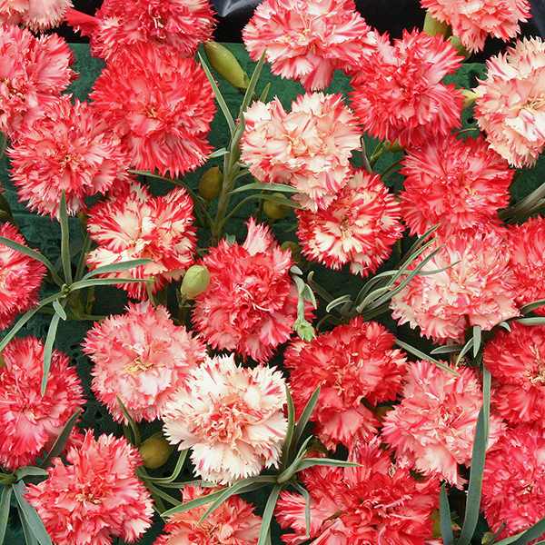 Orange Ripple carnation Carnation Orange Ripple - Dianthus caryophyllus