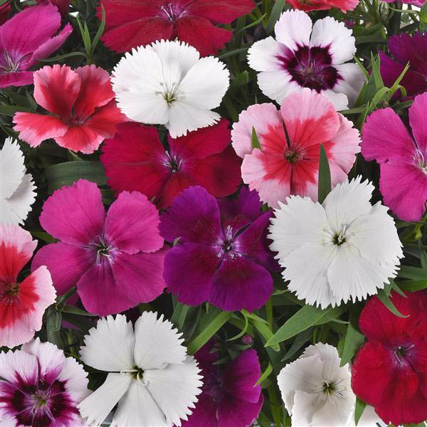 Dianthus Coronet Mixture