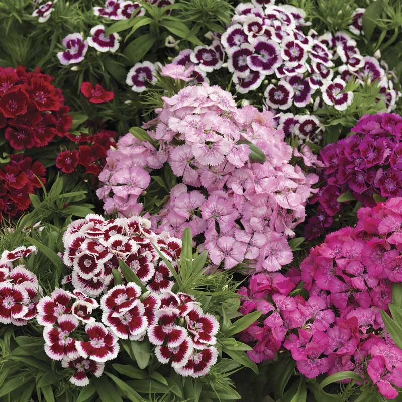 Diabunda Mix sweet william Diabunda Mix sweet william seeds