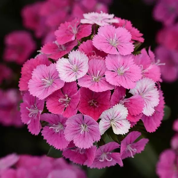 Dianthus Jolt Pink Magic Dianthus Jolt Pink Magic