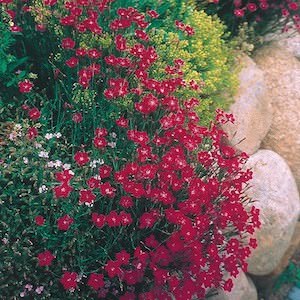 Brilliant maiden pink Dianthus Brilliant - Maiden Pink - Dianthus deltoides