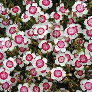 Arctic Fire maiden pink Dianthus Arctic Fire - Maiden Pink- - Dianthus deltoides