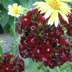 Sooty Sweet William Sweet William Sooty - Dianthus barbatus