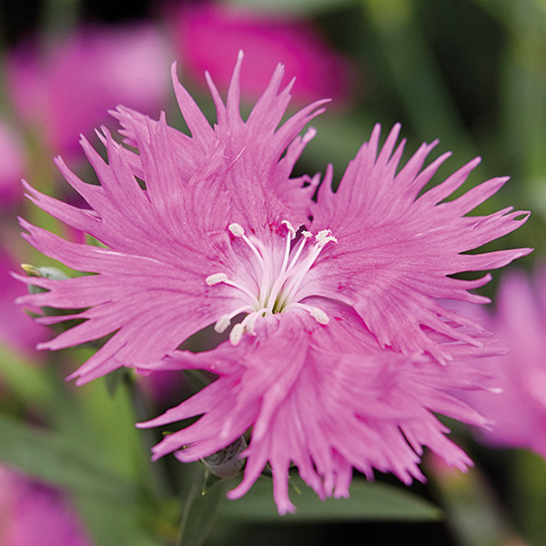 Dianthus Supra Purple