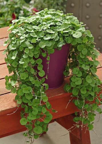 Emerald Falls dichondra seeds