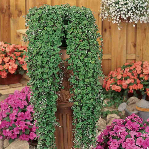 Emerald Falls dichondra Dichondra Emerald Falls