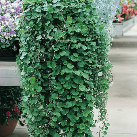 Emerald Falls dichondra seeds