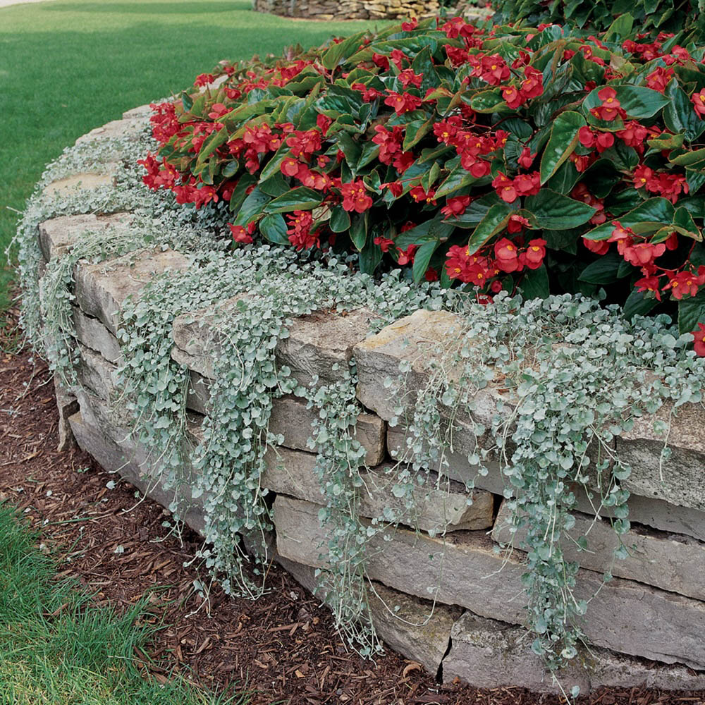 Silver Falls Dichondra Seeds
