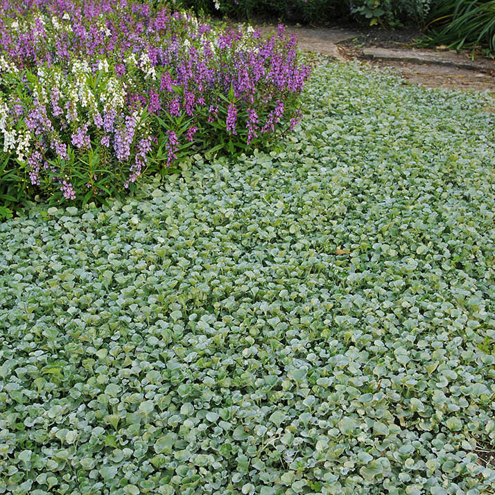 Silver Falls Dichondra Seeds
