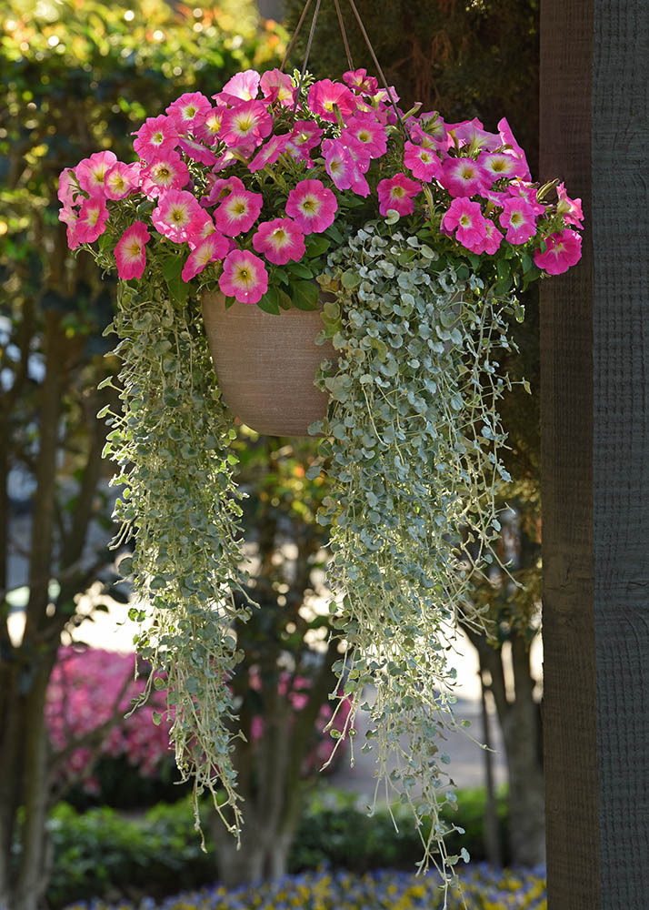 Silver Falls Dichondra Seeds