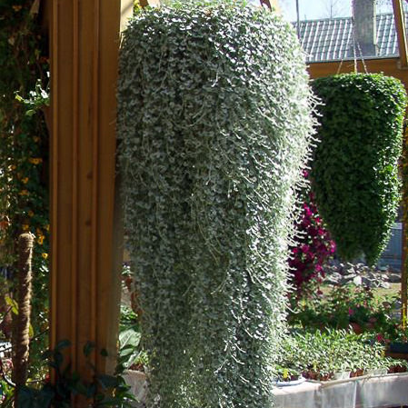 Silver Falls dichondra Dichondra Silver Falls dichondra