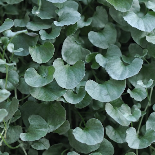 Silver Falls dichondra seeds