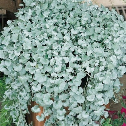 Silver Falls dichondra seeds