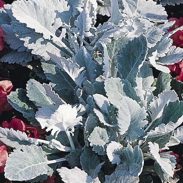 New Look dusty miller New Look dusty miller seeds