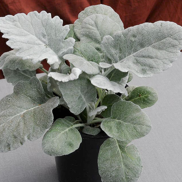 New Look dusty miller growing in container Dusty miller New Look